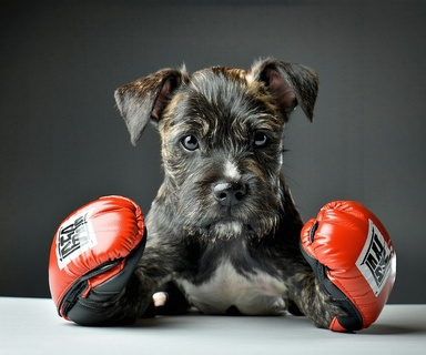 Assurance animaux pour MMA avec éclairage professionnel et détails ultra-réalistes. Qualité magazine, composition propre, ...